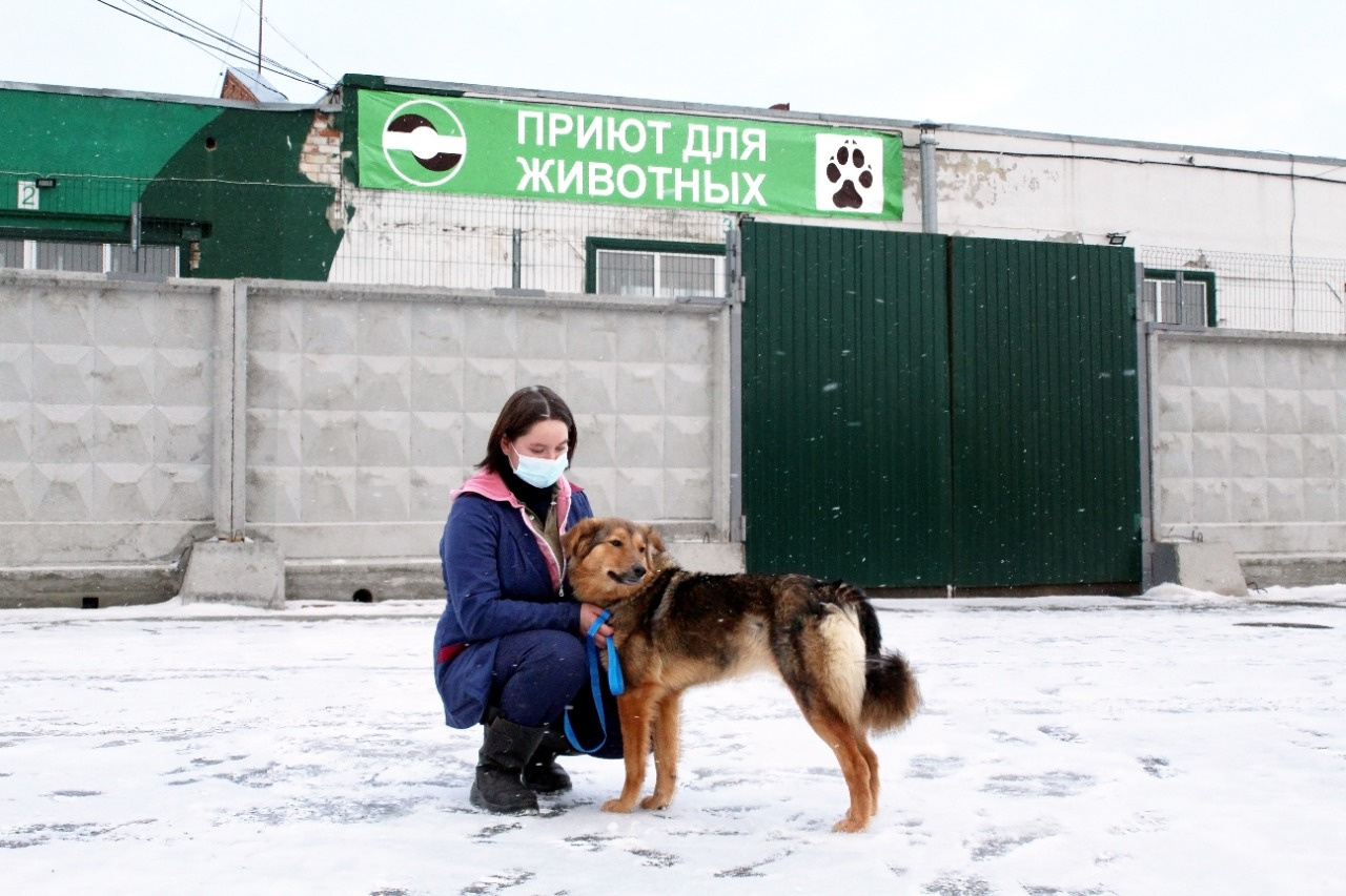 На Спецавтобазе рассказали, как в Екатеринбурге ловят бродячих псов, чтобы они не нападали на людей