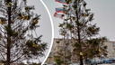 «Анорексичка!»: жители Ярославской области высмеяли новогоднюю елку с засохшими ветками