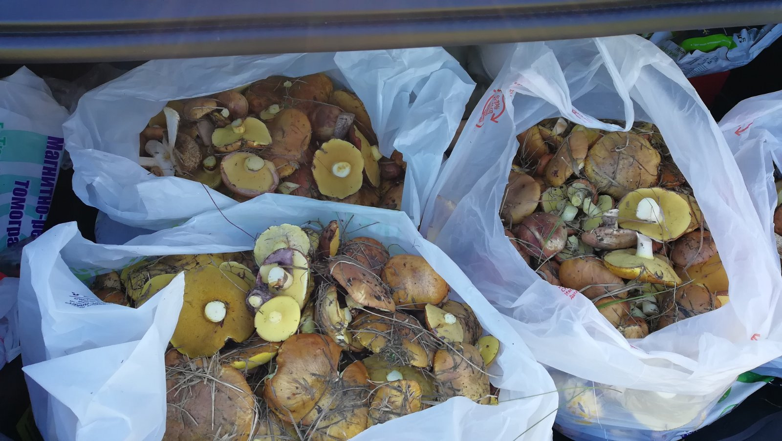 Какая же красота! В этом году грибной сезон в Тюмени начался с маслят, подберезовиков и подосиновиков