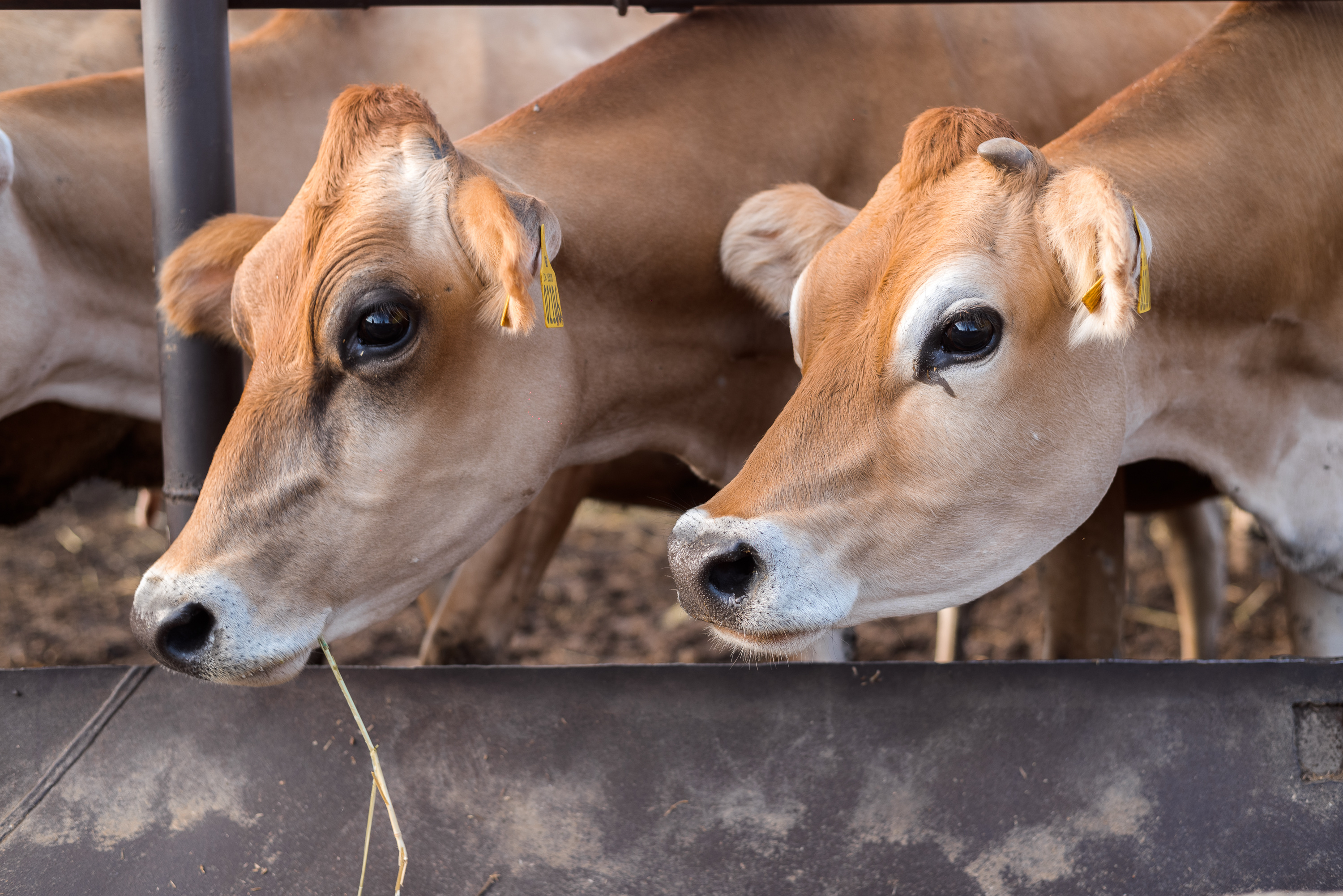 Уникальные для нашего региона джерсейские коровы очень красивые, но требуют особых кормов и условий содержания