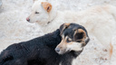 В Самарской области чиновников обязали заплатить за растерзанную собаками женщину
