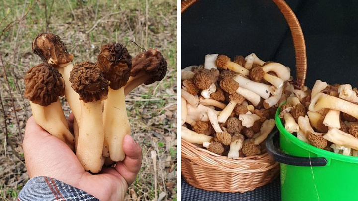 15 килограммов за час: уральцы поделились самыми урожайными местами сбора первых грибов