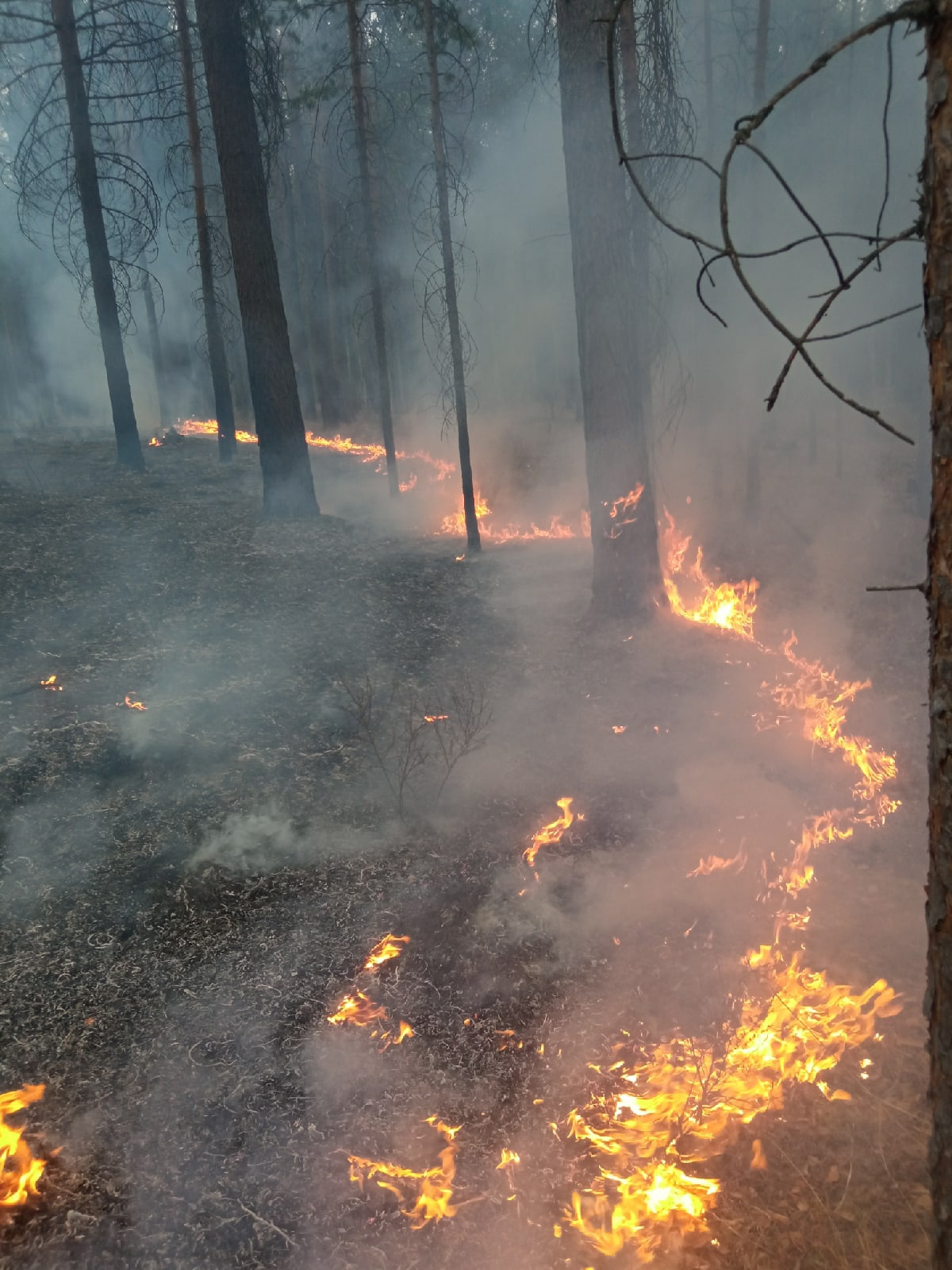 Низовой Лесной пожар