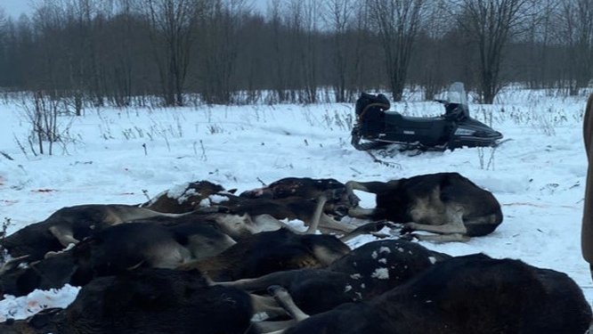 Ущерб почти на 6 млн: прокуратура раскритиковала чиновников за проверку после бойни лосей под Тутаевым