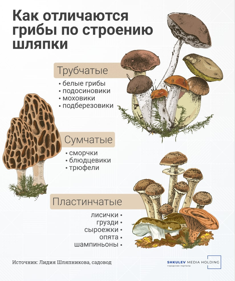 Какие грибы называют трубчатыми, сумчатыми и пластинчатыми