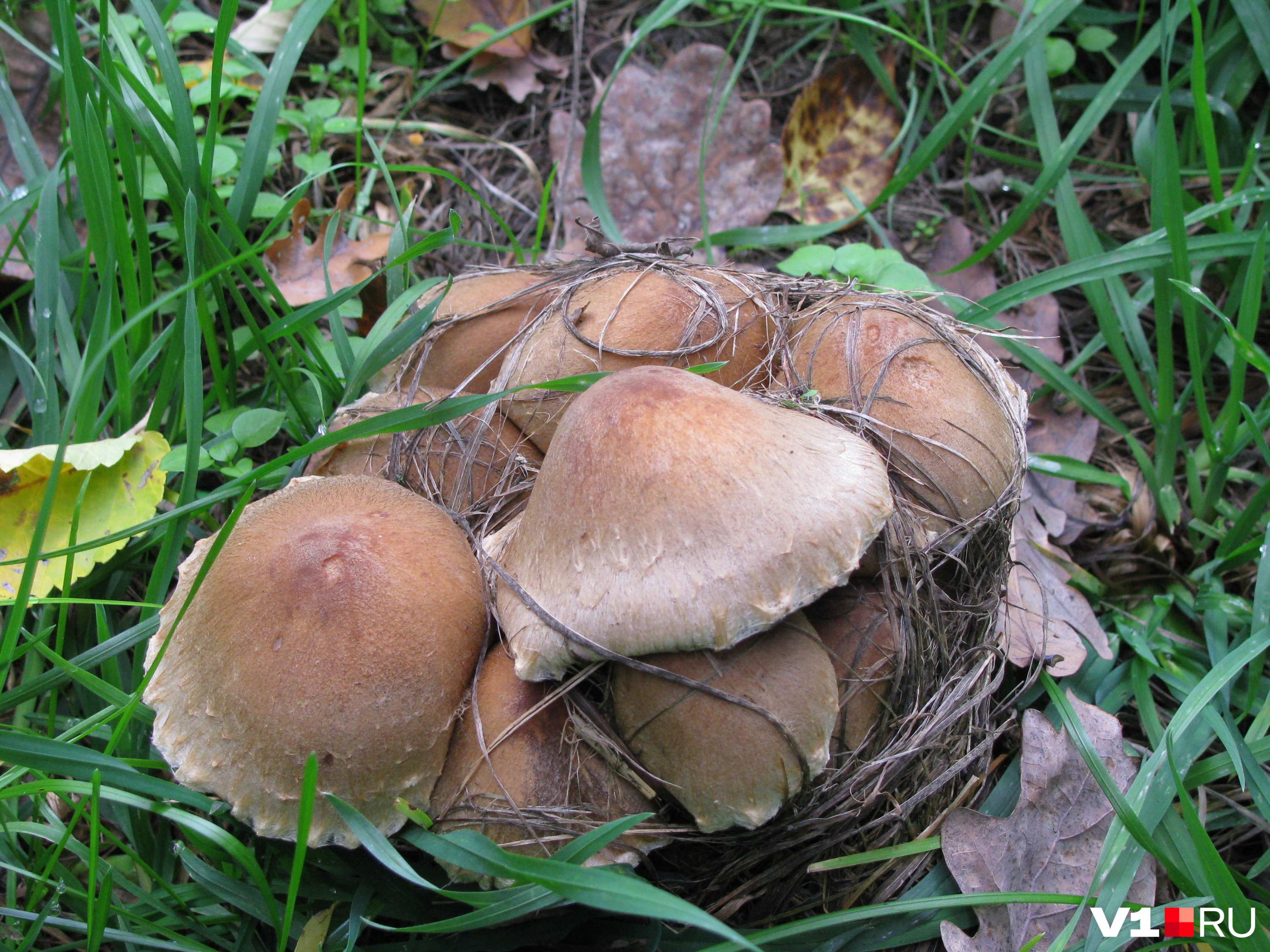 На природе встречаются самые разнообразные грибы