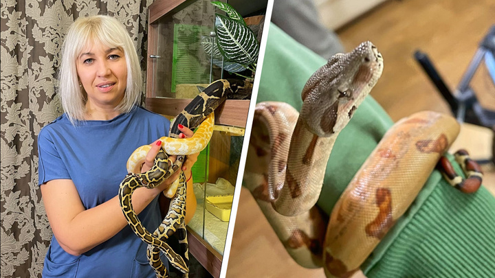 Колян, Ковер и Альбина: в квартире у менеджера живут 14 змей, которые делают массаж детям и взрослым