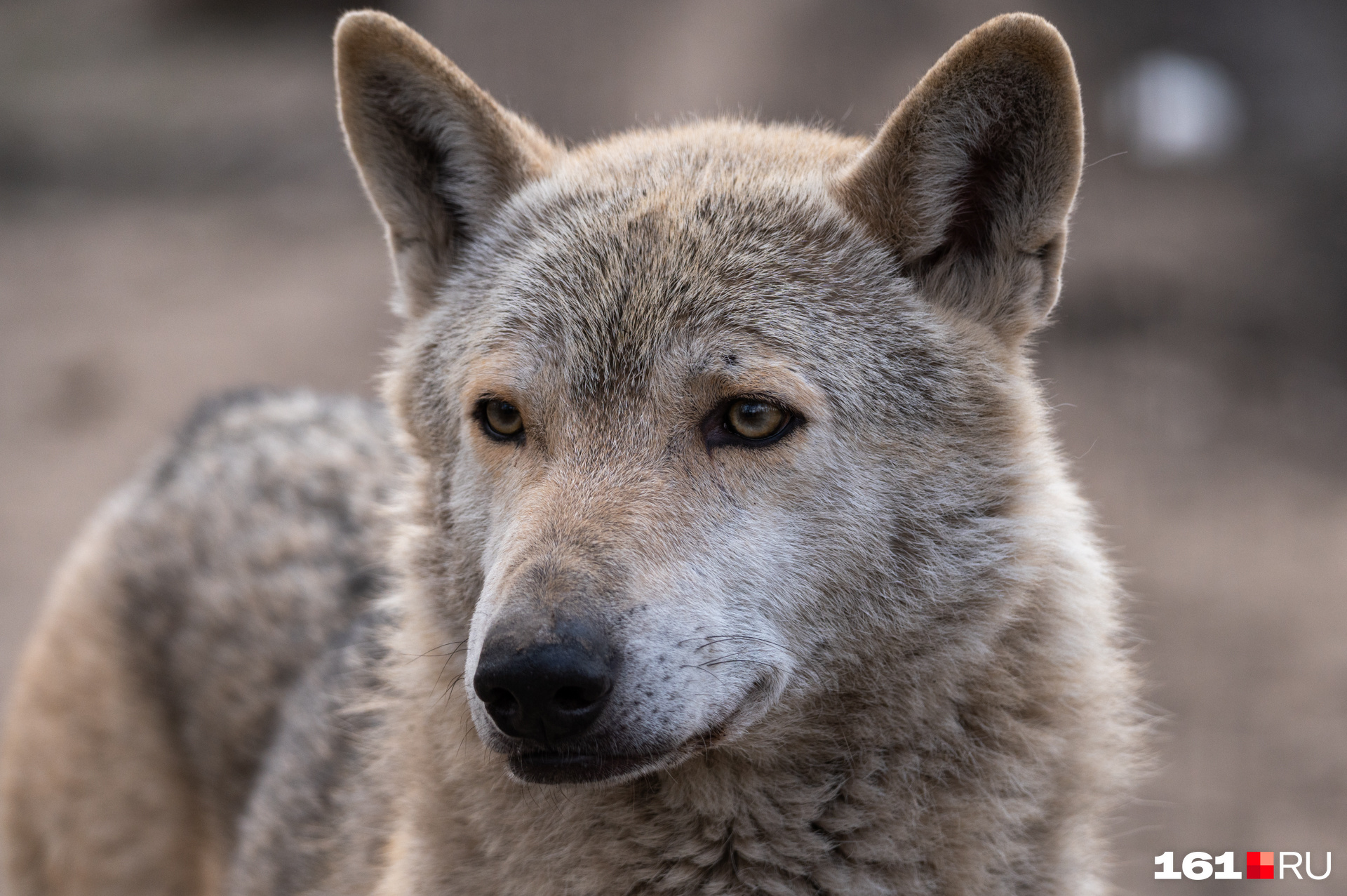 Популяция волков выросла в 3,5 раза больше допустимого в Забайкалье