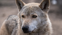 Возле новосибирского села застрелили двух волков из стаи, выходившей к людям
