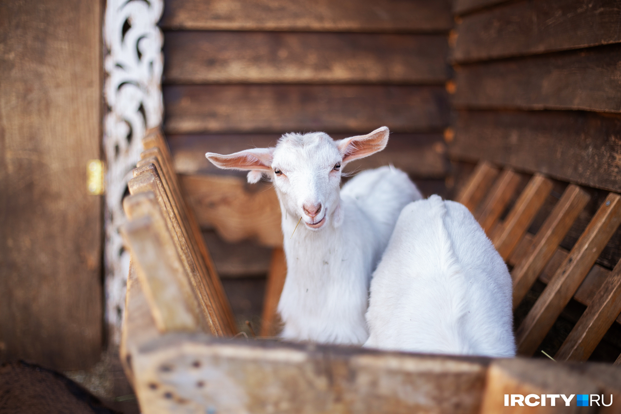 Иркутская зоогалерея показала, как козы хрустят яблочками. Посмотрите самое умиротворяющее видео недели