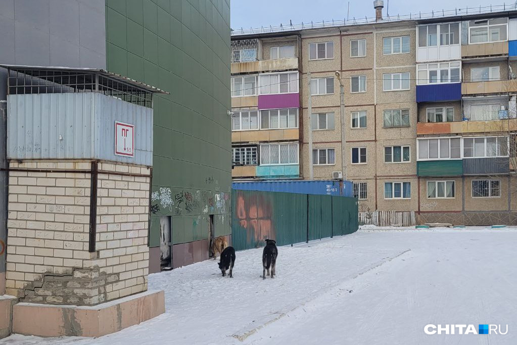 Собачки скромно едят что-то за углом ТЦ Собачки скромно едят что-то за углом ТЦ