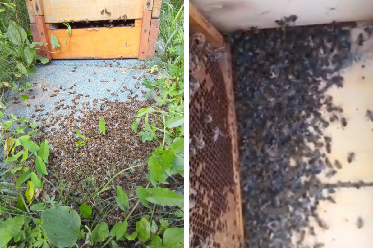 Блуждающие пчёлы, артельная пасека — это безопасно?