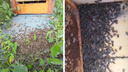 «Это геноцид»: пчелы массово погибли в Кольцово и Академгородке из-за обработки полей — кто и чем их мог отравить