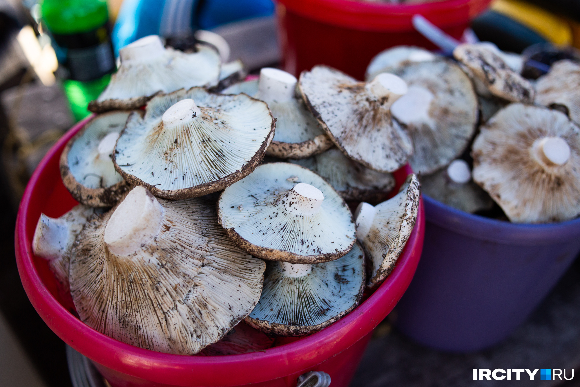 «Сухой груздь пошел». В Новосибирской области начали собирать белые грибы — где их искать