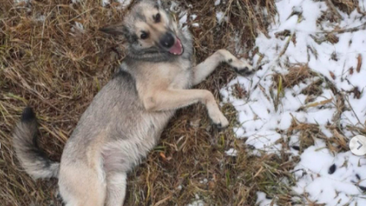 В Железногорске мужчина зарезал свою собаку и выбросил ее труп в мусорку