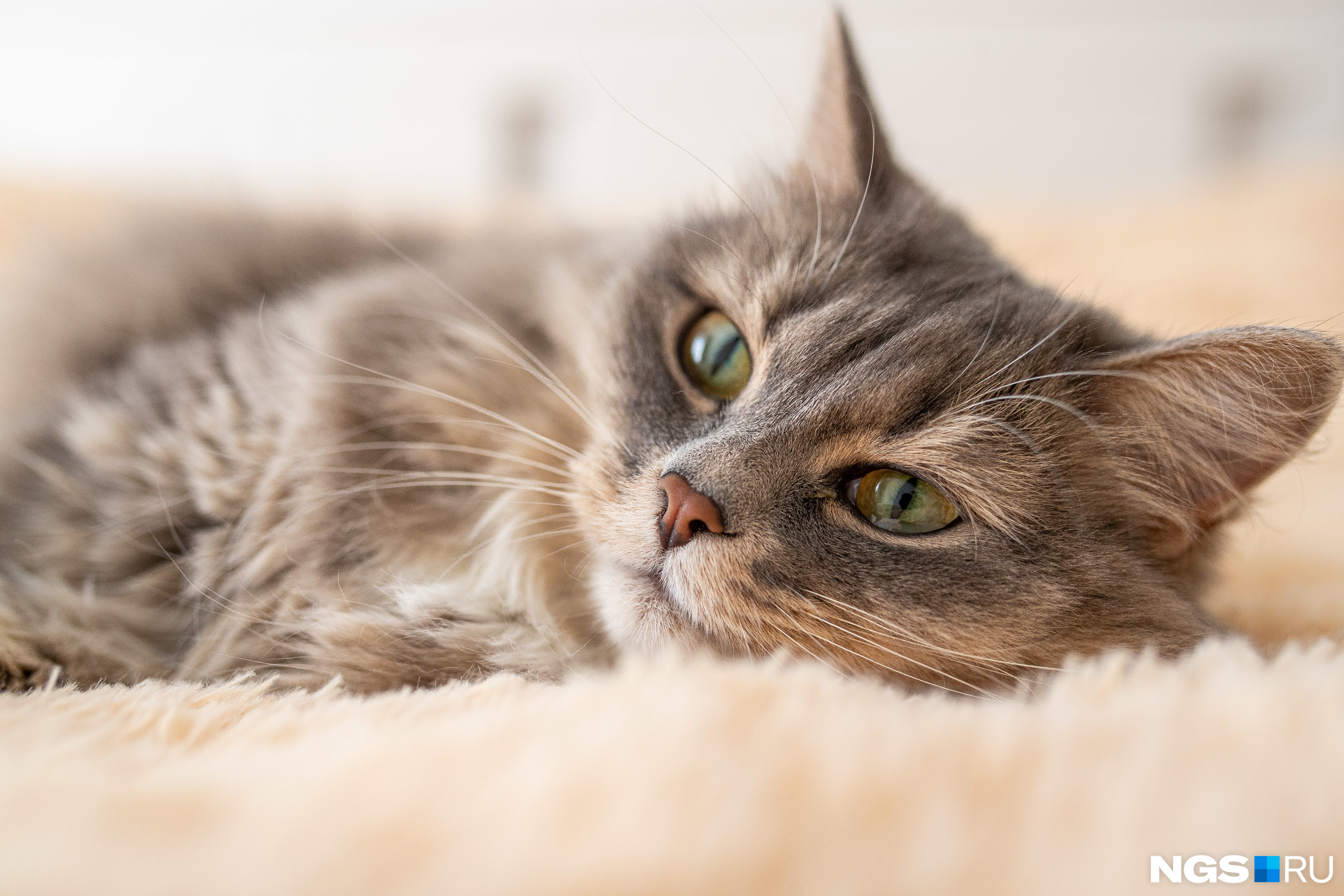 Почему кошка ездит попой по полу: основные причины | НВП «Астрафарм»