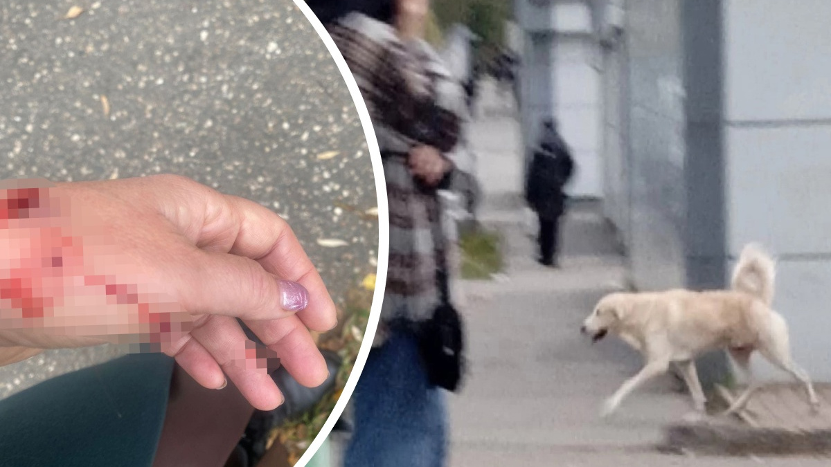 «Бегает рядом с садиком»: в Ярославле огромный пес набросился на женщину, выгуливающую йорка