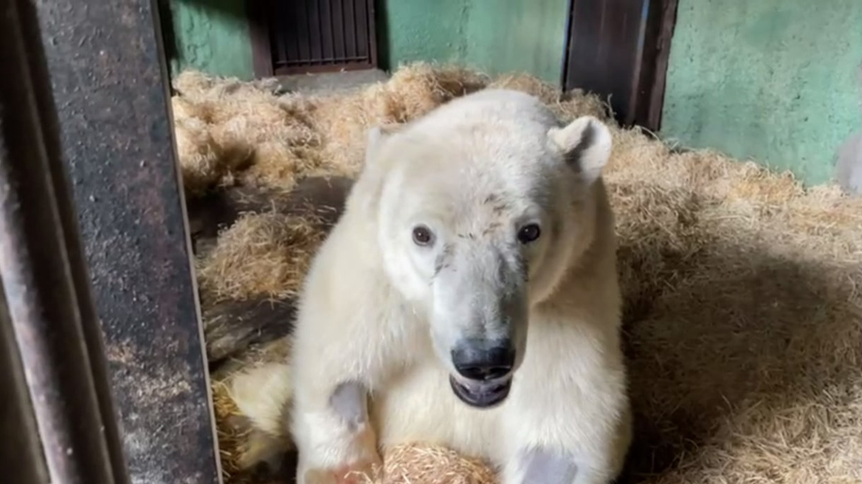 Белый медведь из Диксона больше не сможет ходить из-за полученных травм, говорят неврологи