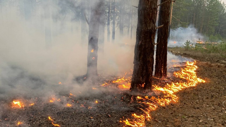 Сдал земляка — получи 40 тысяч: тюменский губернатор придумал, как спасти леса от пожаров