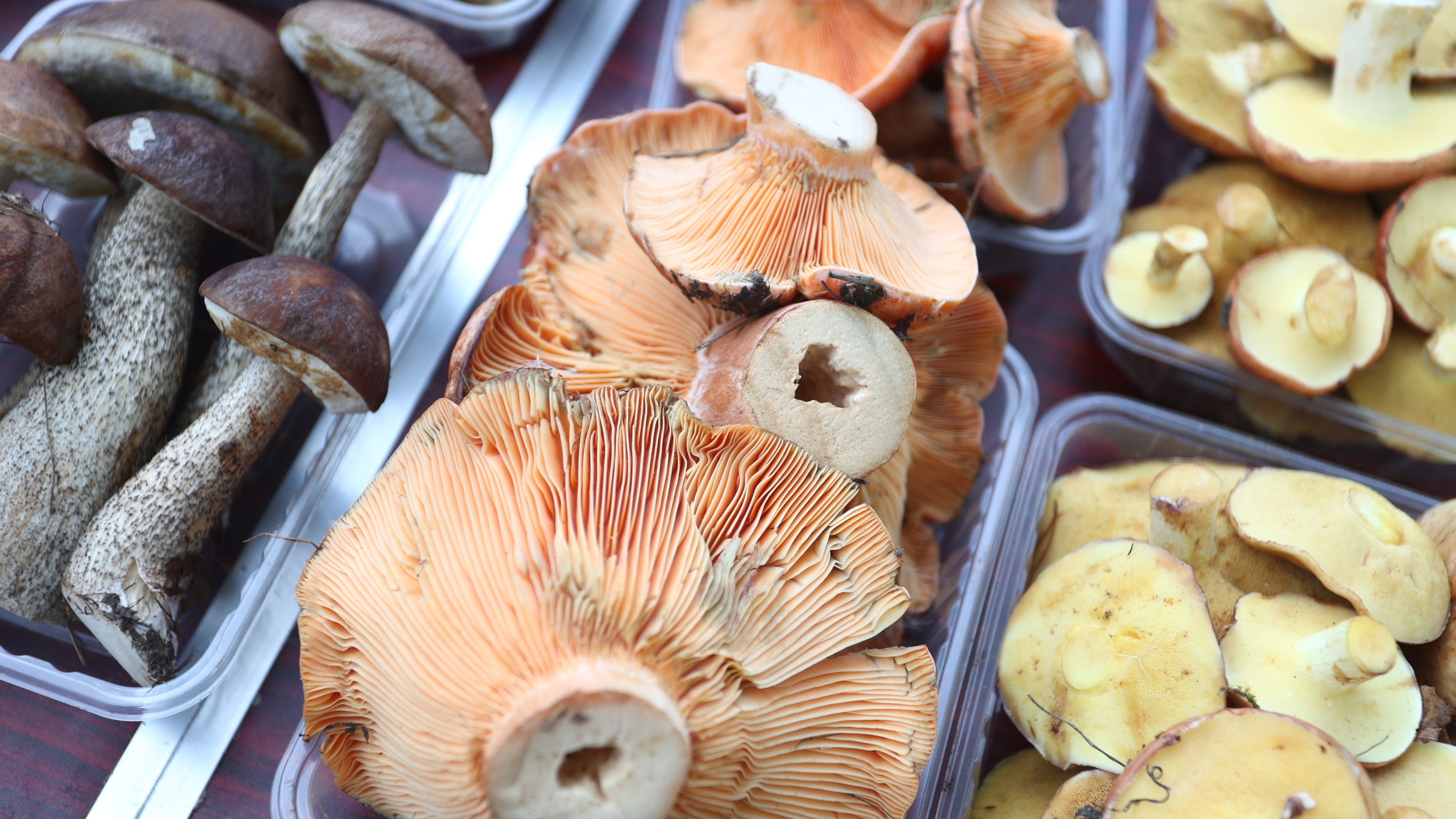 Как правильно собирать грибы: срезать или выкручивать? Объясняем в коротком видео