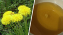Соберите букет к чаю: как приготовить из одуванчиков вкусный и полезный мед