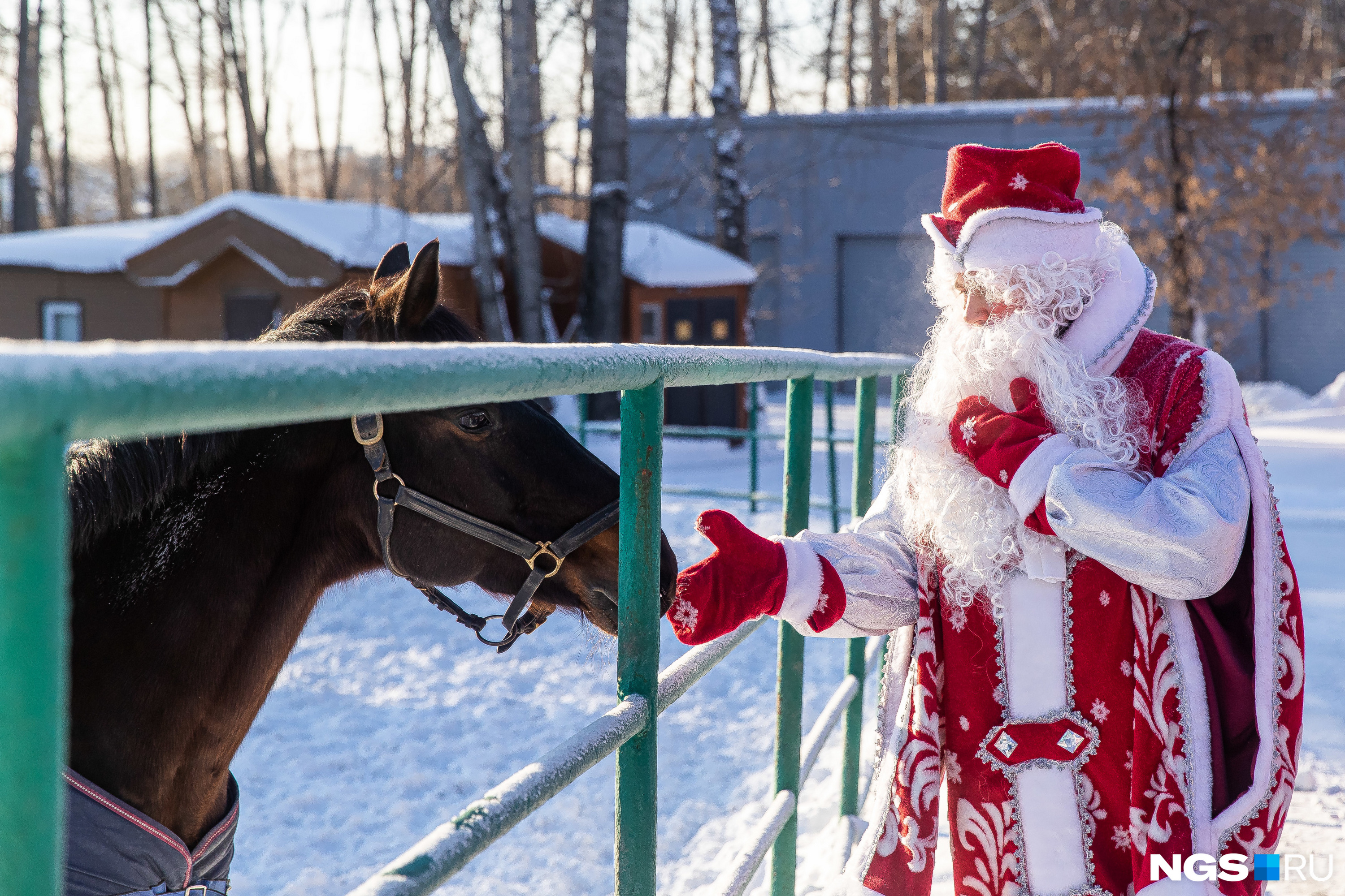 В зоопарке Деды Морозы погладили лошадей. Фотокорреспондент НГС Александр Ощепков отметил, что зимние волшебники хотели посмотреть на манула Снежинку. Она является символом новогодней столицы. Но Снежинка не захотела к ним выходить