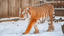 Ростовский зоопарк поднял цену за вход на 200 рублей