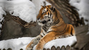 Рысь спит, а белый тигр наводит красоту — как животные проводят каникулы в новосибирском зоопарке