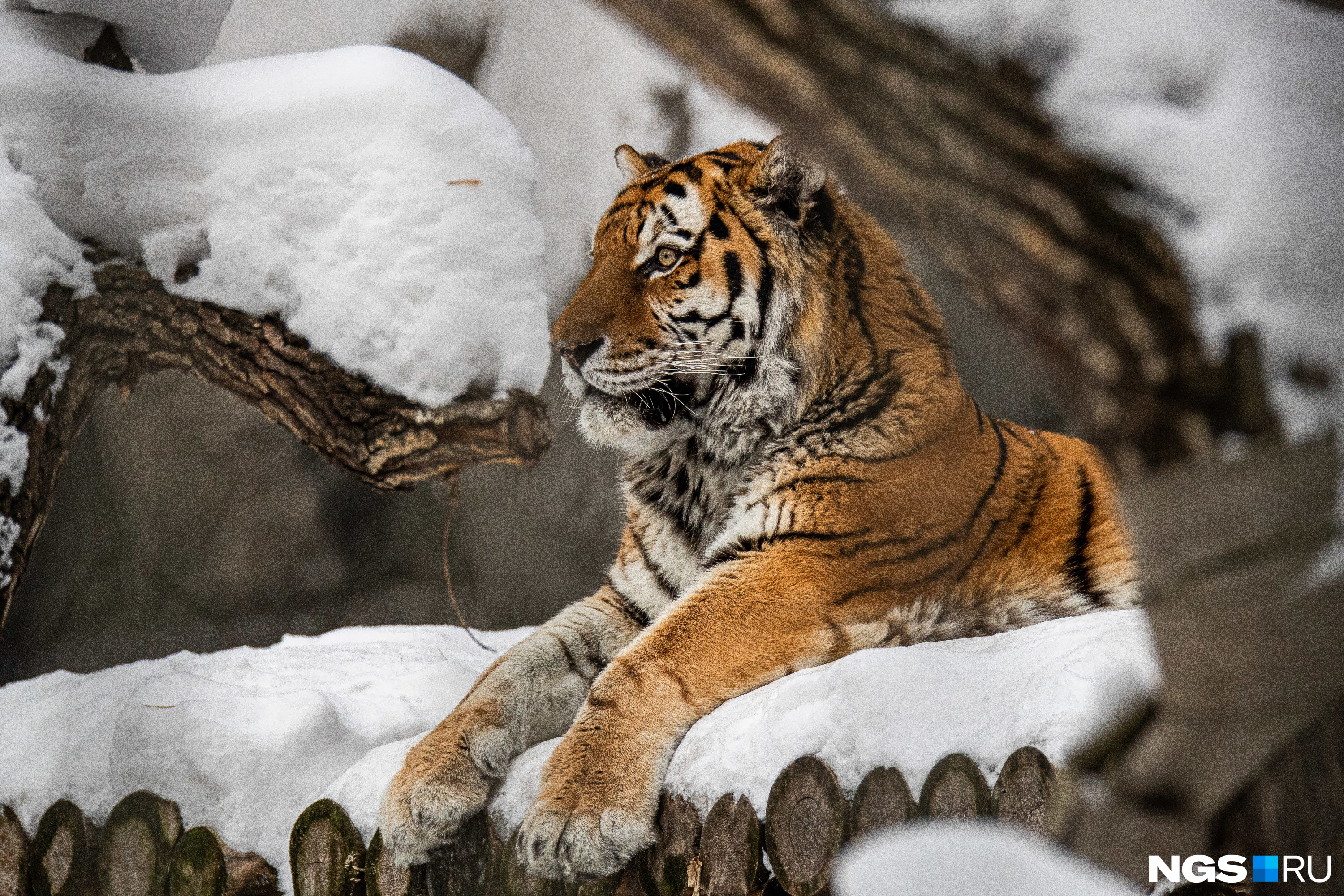 Лев Сэм в Новосибирском зоопарке. Животные Новосибирска. Фото тигр удивляется. Что за лев этот тигр откуда фраза