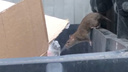 «Страшно выйти мусор выбросить»: жительница Архангельска возмущена нашествием крыс во дворе