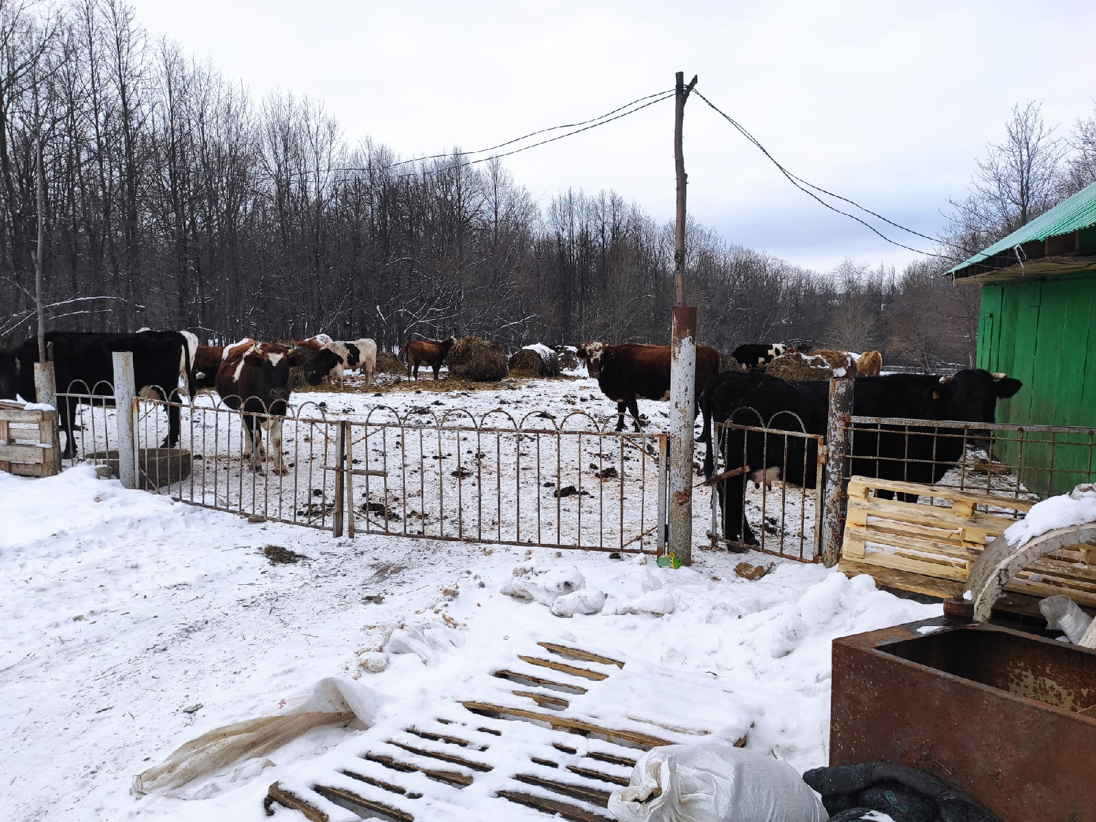 Коровы в загоне на одной из ферм Иглинского района