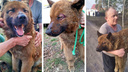 Курганцы разыскивают владельцев спасенного из пожара в СНТ «Малиновка» пса