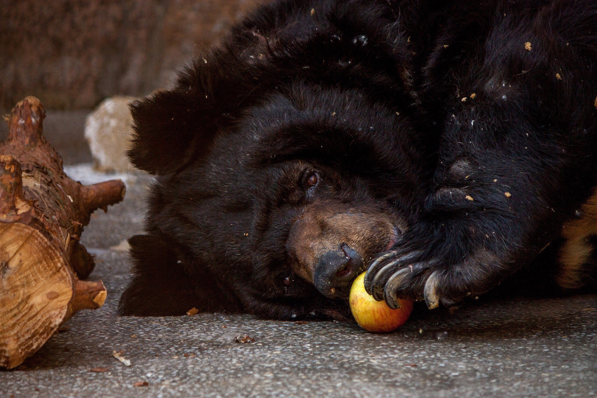 У Алисы и Харитона родились несколько медвежат, которых отдали в другие зоопарки России