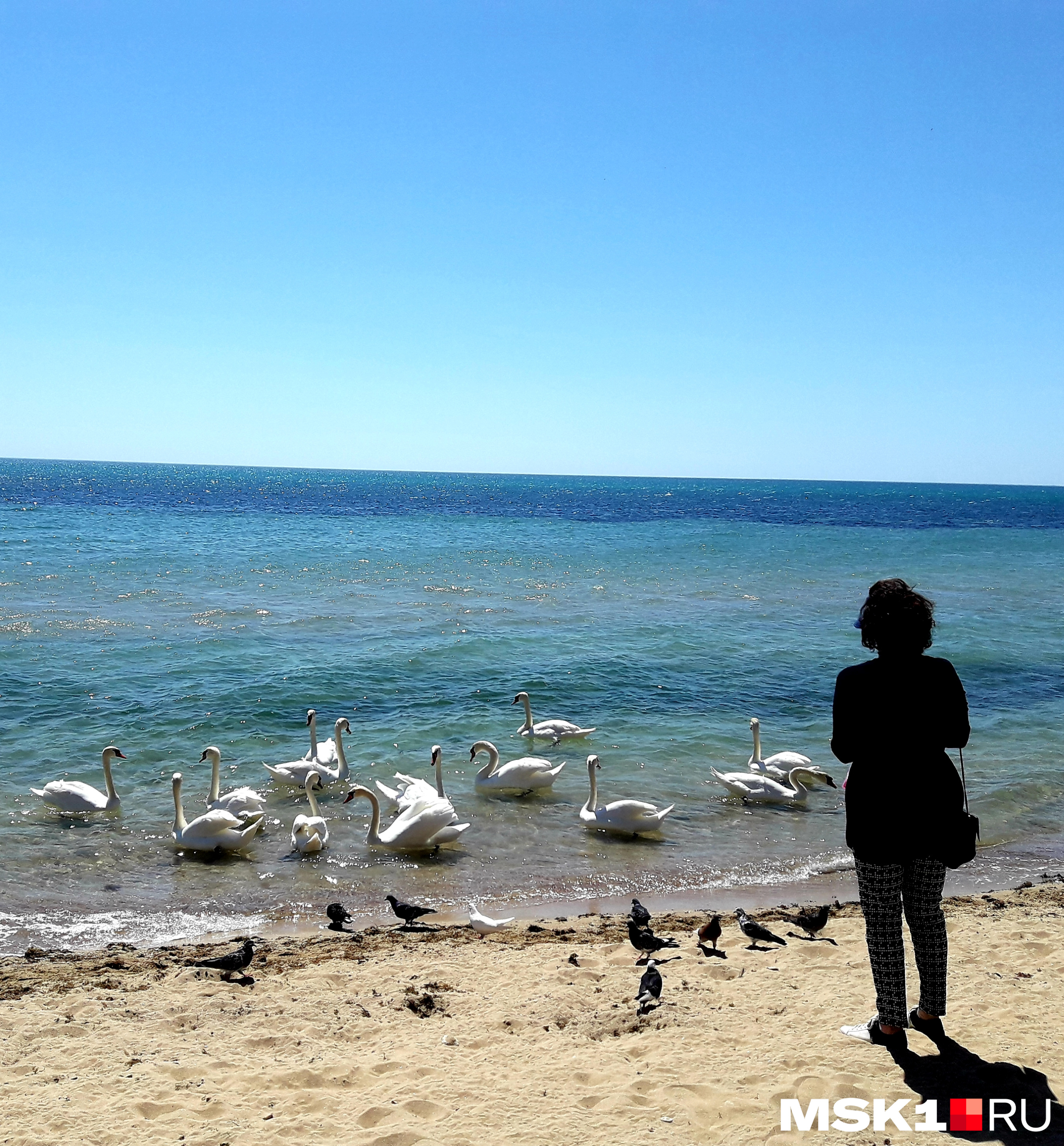 Выйти на обед и наблюдать за лебедями на городском пляже