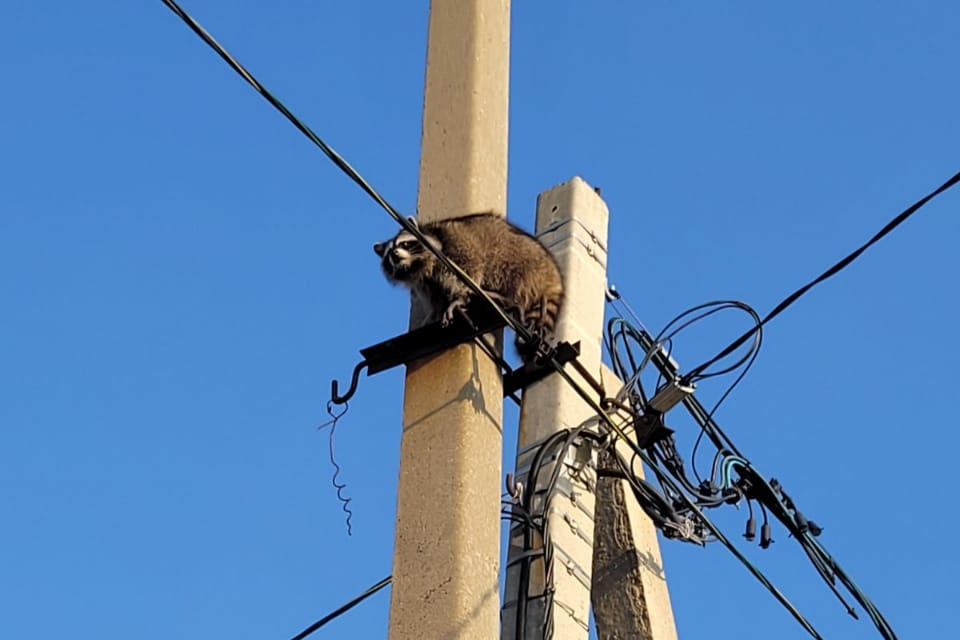 Кабель убежал из дома