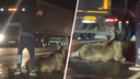 На ЕКАД водитель сбил лося, а после свидетель аварии кинулся на животное с топором: жуткое видео