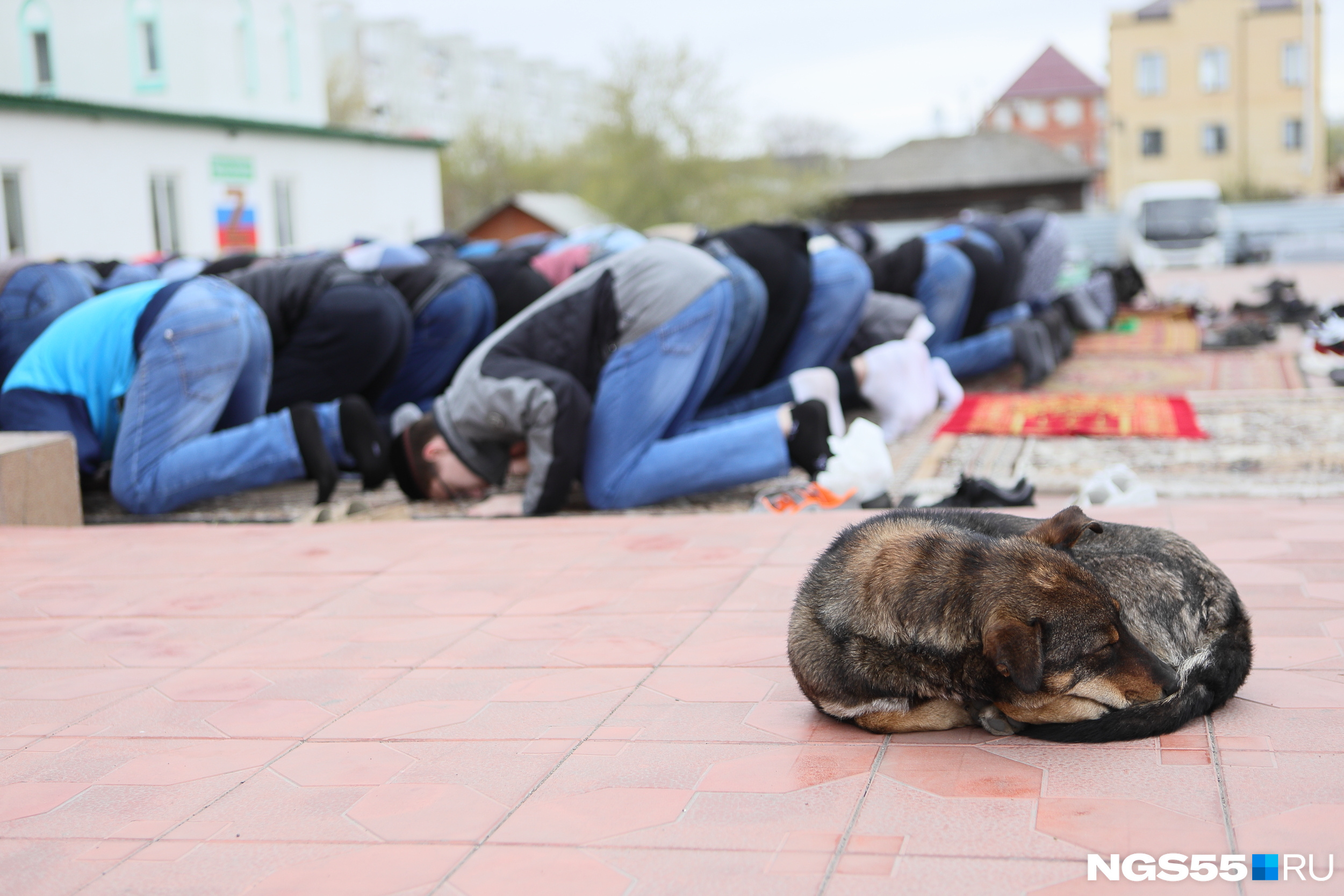 Здание мечети не смогло вместить всех желающих, и люди молились прямо на улице. Тем временем неподалеку мирно дремал бездомный пес