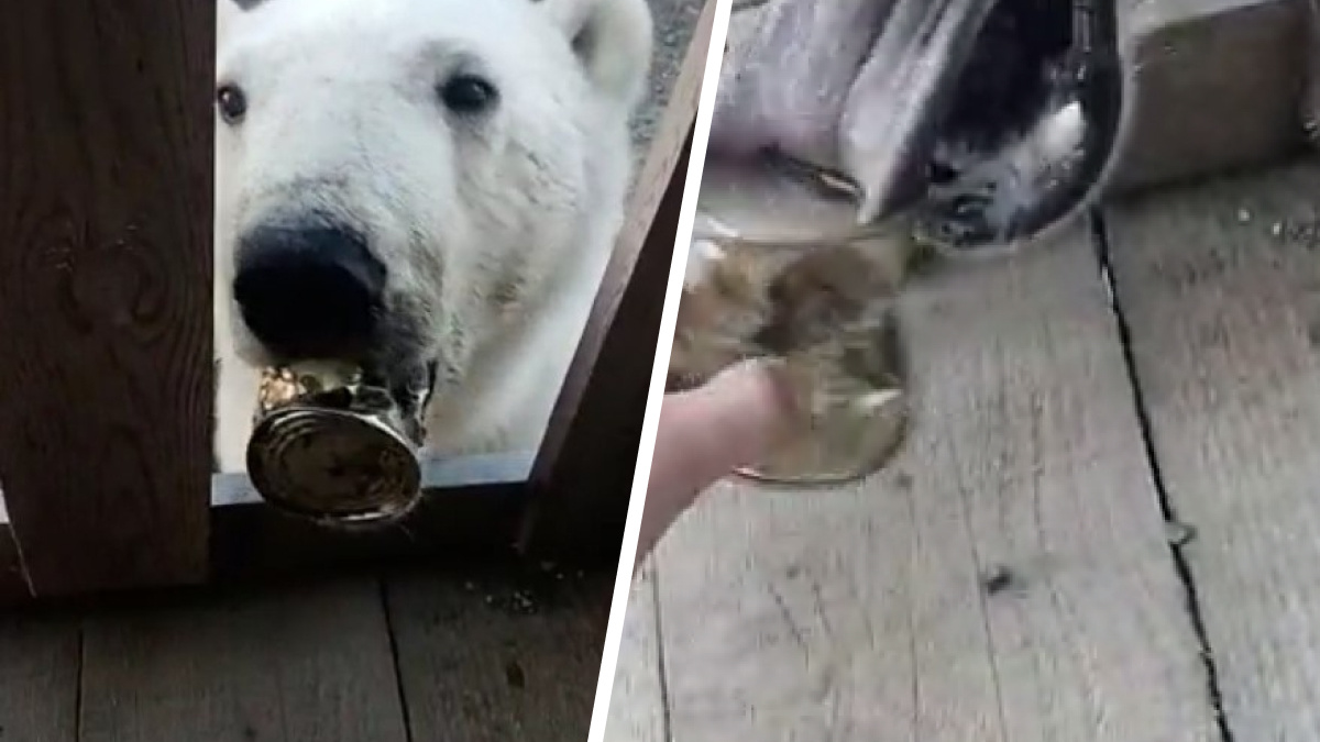 На Таймыре белый медведь застрял языком в банке сгущенки. На выручку летят московские специалисты