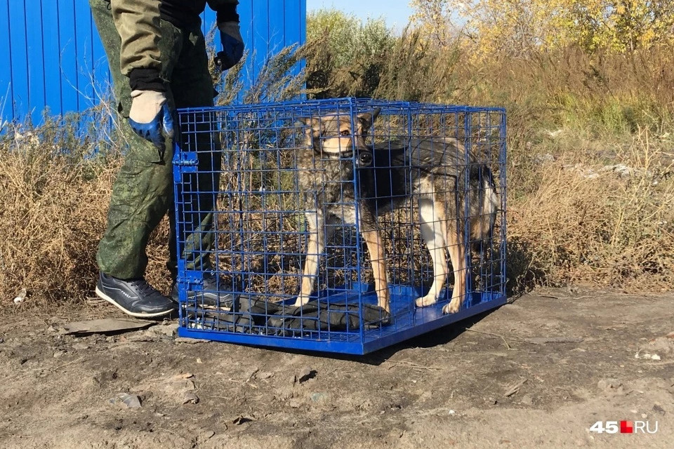 Автомобиль для отлова собак