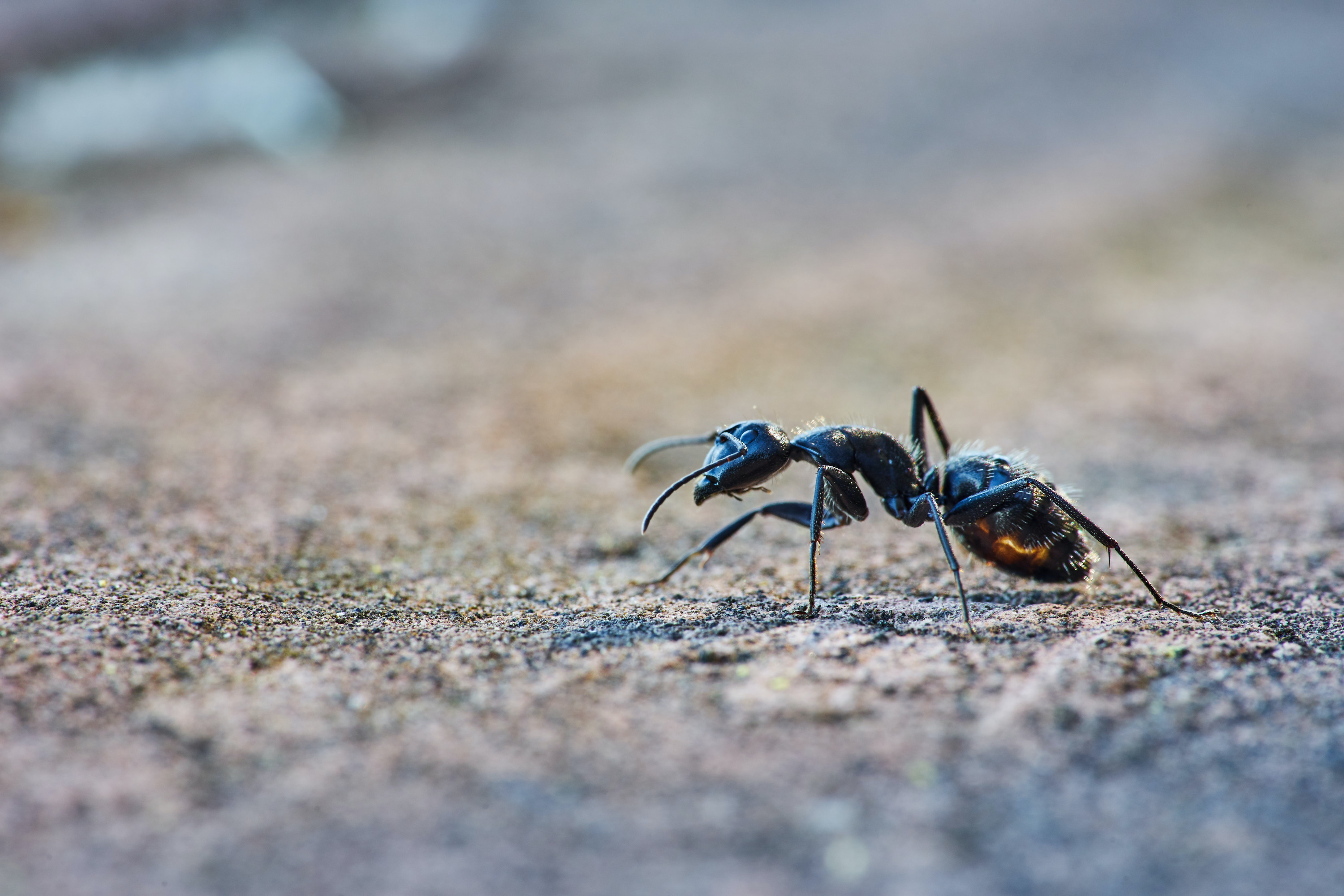 Ядовитая приманка с бором — очень дешевый и эффективный способ борьбы с муравьями
