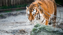 Тигр приближается! Фоторепортаж из Ростовского зоопарка с полосатым символом 2022 года