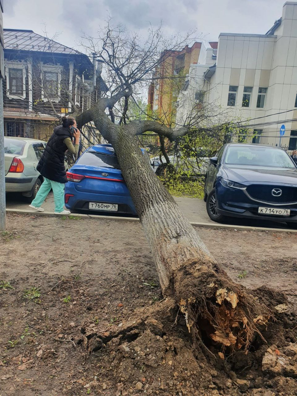 Дерево рухнуло прямо на авто Дерево рухнуло прямо на авто