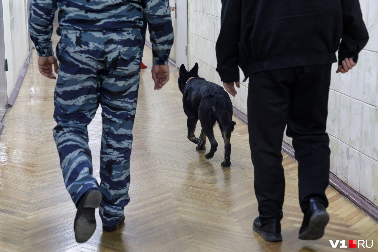 Без кинолога хвостатый сотрудник, разумеется, на работу выйти не может Без кинолога хвостатый сотрудник, разумеется, на работу выйти не может