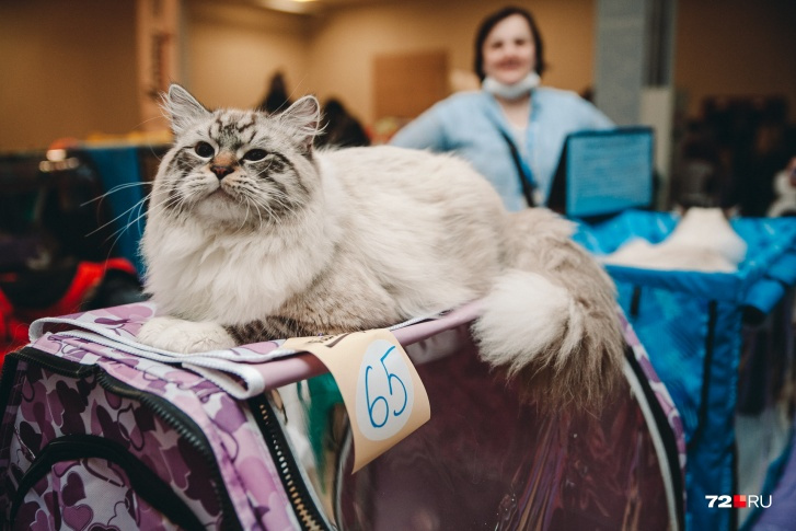Голосование за котов на 72.RU, конкурс котов, самые красивые коты фото - 22  февраля 2022 - 72.ru