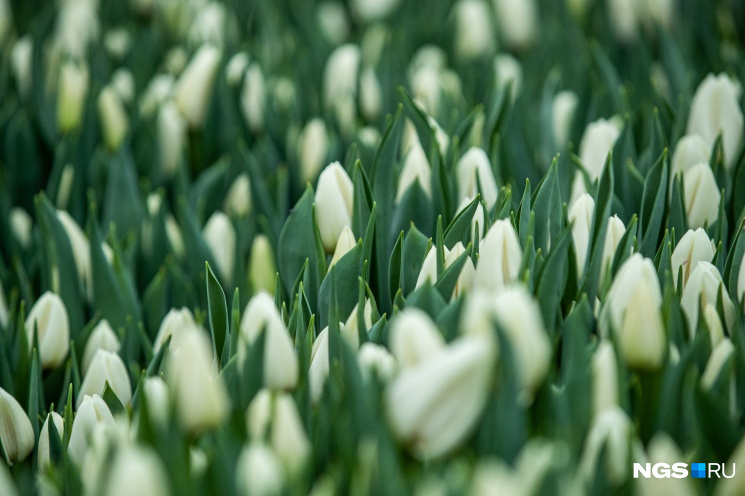 Самые популярные цвета тюльпанов сейчас — белые и желтые