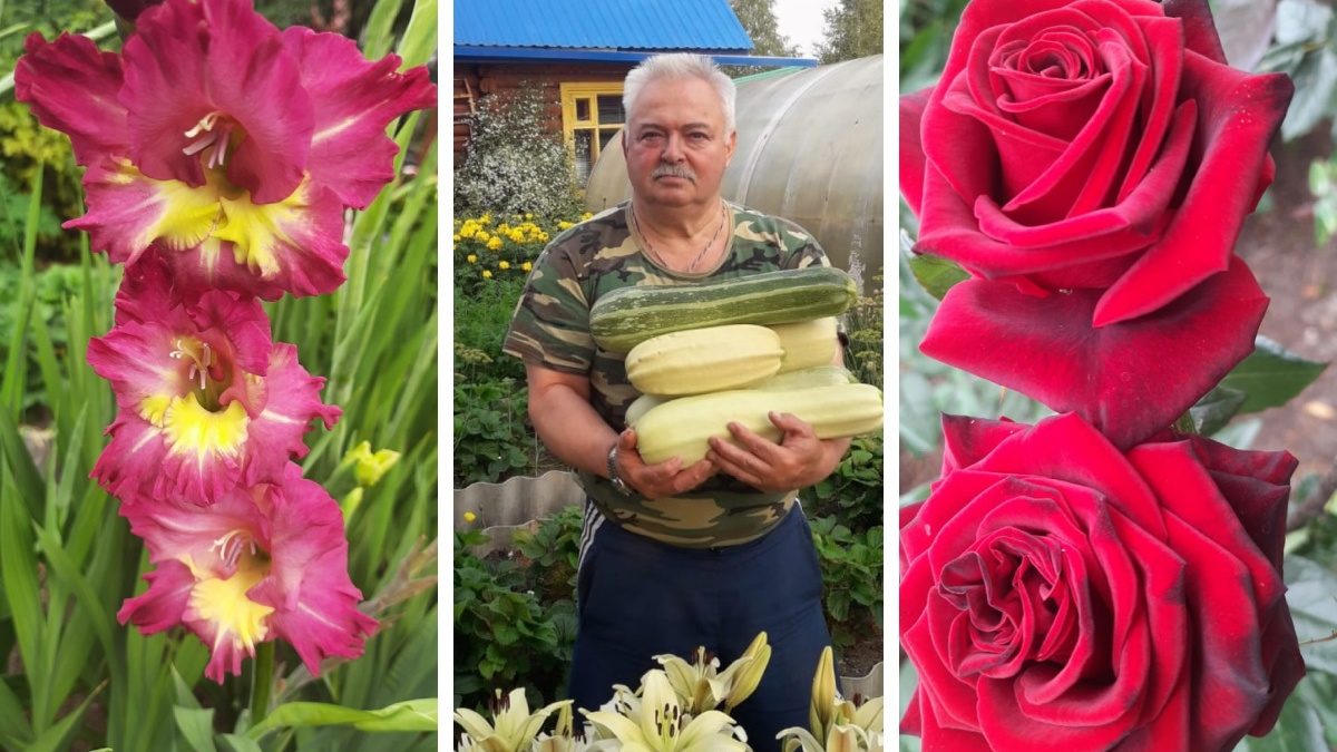 50 цветов сурового мужчины: показываем шикарный сад отставного военного в Сургуте