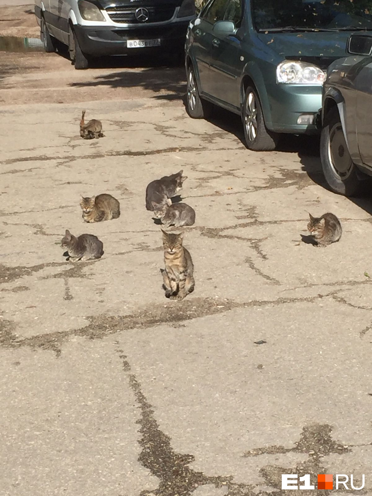 Семейство бездомных кошек греется на солнце