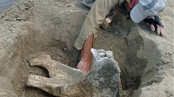 В Белореченском районе нашли остатки древнего слона и гигантских саламандр, которым 2,8 млн лет