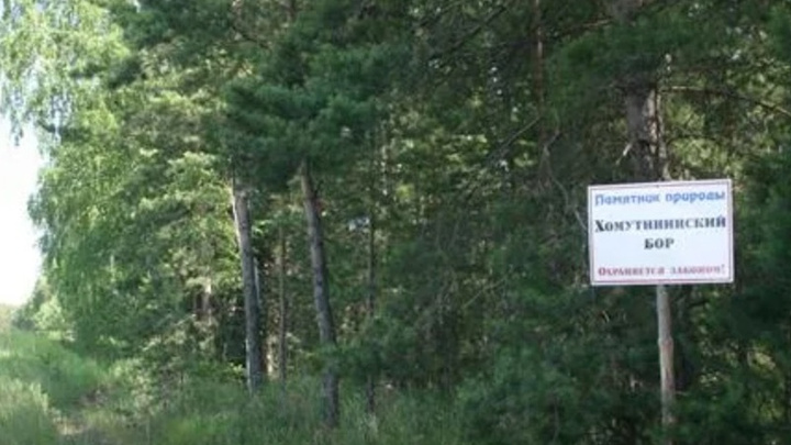 В Челябинской области задержали троих полицейских за вырубку реликтовых деревьев в охраняемом бору