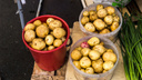Мэрия Новосибирска ищет места под посадку картошки для жителей — чиновники объяснили, что занимаются этим ежегодно